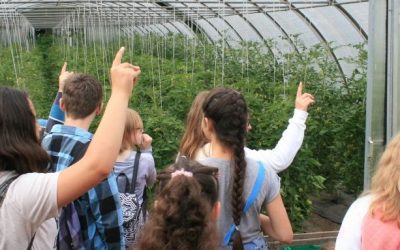Bioland Hof Voigt: Woher kommt meine Paprika?