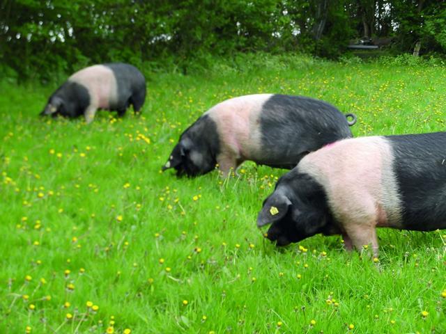 Die Angler Sattelschweine der Iversens ist eine alte Rasse des Hausschweins. (Foto: Bioland-Hof Iversen)