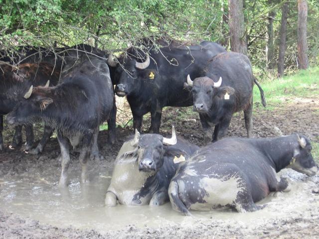 Die Wasserbüffel des NaturErlebnisHof Hausen lieben ein Bad im Hochsommer. (Foto: ErlebnisHof Hausen)